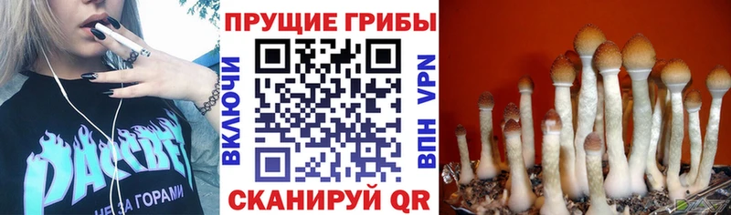 кракен ССЫЛКА  Изобильный  Псилоцибиновые грибы Psilocybe  где продают наркотики 